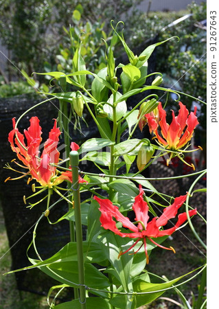 盛開的 Gloriosa 花 園藝夏天的花朵 91267643