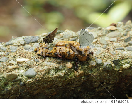 Insects gathering in animal dung 91268008