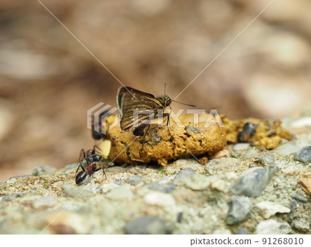Insects gathering in animal dung Insects gathering in animal dung 91268010