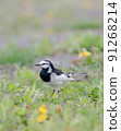 Black-backed wagtail walking in the spring field 91268214