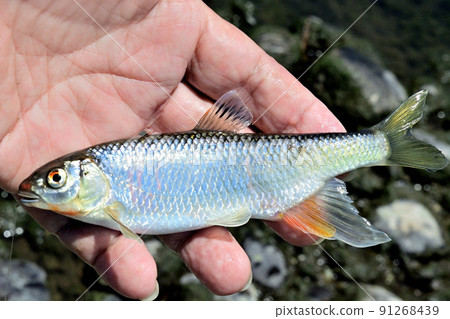 我親手拍了一張活生生的和川 我親手拍了一張活生生的和川 91268439