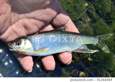 我親手拍了一張活生生的和川 91268464