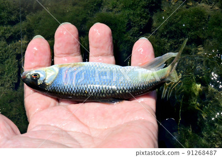 I took a picture of a living Oikawa by hand 91268487