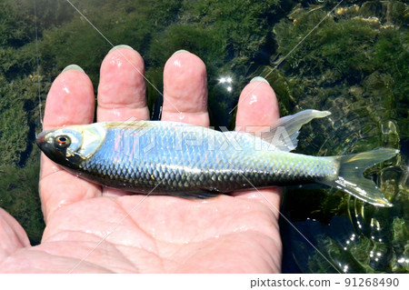 我親手拍了一張活生生的和川 91268490