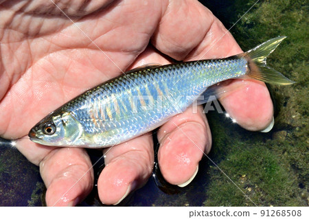 我親手拍了一張活生生的和川 我親手拍了一張活生生的和川 91268508