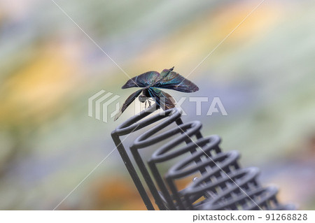 Butterfly dragonfly perching on the fence 91268828