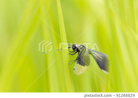 Butterfly dragonfly in the grass 91268829