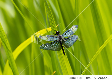 Butterfly dragonfly perching on a leaf 91268830