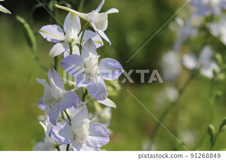 Light purple Consolida flowers blooming in a Japanese garden in spring 91268849