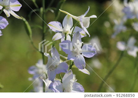 Light purple Consolida flowers blooming in a Japanese garden in spring 91268850