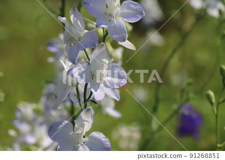 Light purple Consolida flowers blooming in a Japanese garden in spring Light purple Consolida flowers blooming in a Japanese garden in spring 91268851