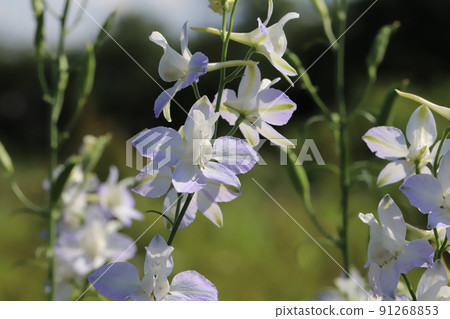 Light purple Consolida flowers blooming in a Japanese garden in spring 91268853