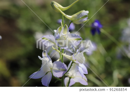 Light purple Consolida flowers blooming in a Japanese garden in spring 91268854