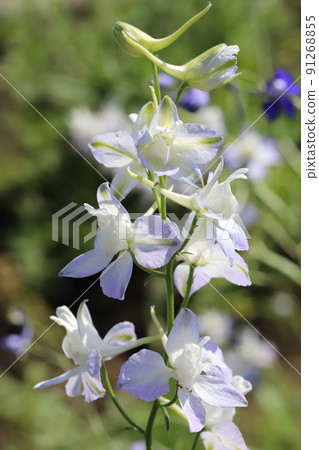 Light purple Consolida flowers blooming in a Japanese garden in spring 91268855