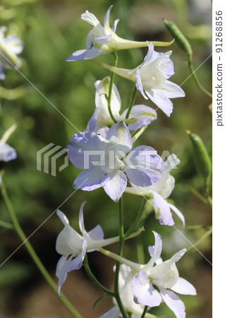 Light purple Consolida flowers blooming in a Japanese garden in spring 91268856