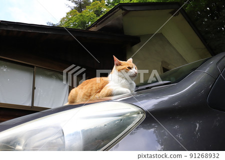 Fukushima Fukushima City Nuruyu Onsen Cat relaxing on the hood 91268932