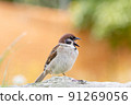 Screaming sparrow 91269056