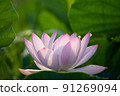 Flowering of Oga lotus 91269094