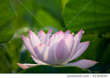 男鹿蓮花的開花 男鹿蓮花的開花 91269094