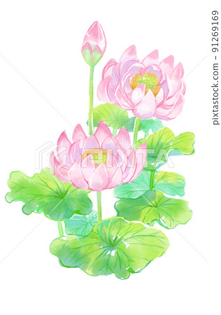 Beautifully blooming pink lotus flowers and leaves Beautifully blooming pink lotus flowers and leaves 91269169