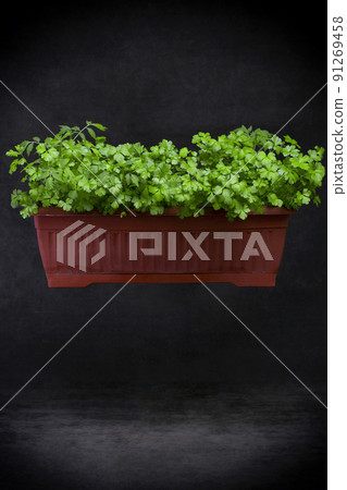 Growing parsley in a plant box on a dark background 91269458