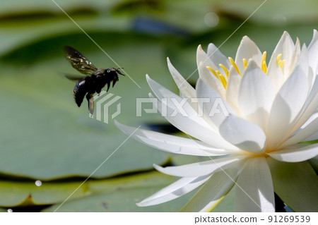 Insects flying over a water lily pond Insects flying over a water lily pond 91269539
