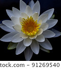 Beautifully blooming water lily flowers 91269540