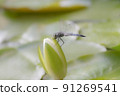 Dragonfly that fits in the bud of the water lily 91269541