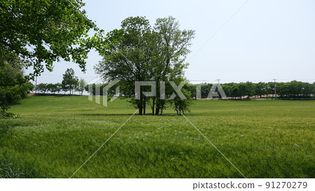 barley field 91270279