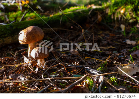 The vegetation of the forest. Small sturdy white mushroom in green grass. 91270674