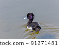 Tufted duck swimming in the pond 91271481