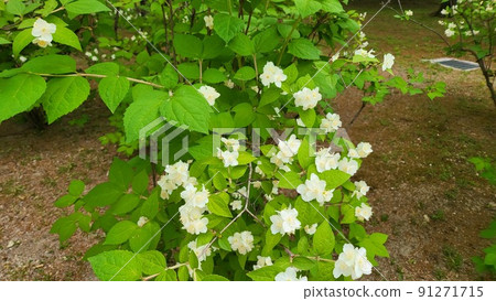 Changgyeonggung Changgyeonggung 91271715