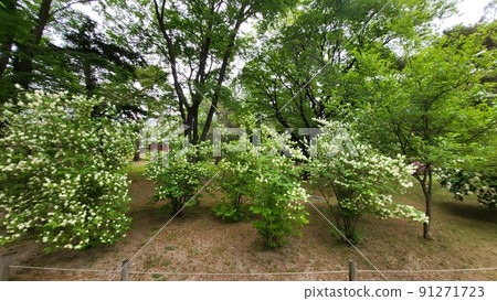 Changgyeonggung Changgyeonggung 91271723