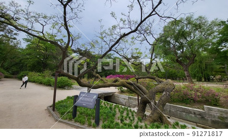 Changgyeonggung Changgyeonggung 91271817