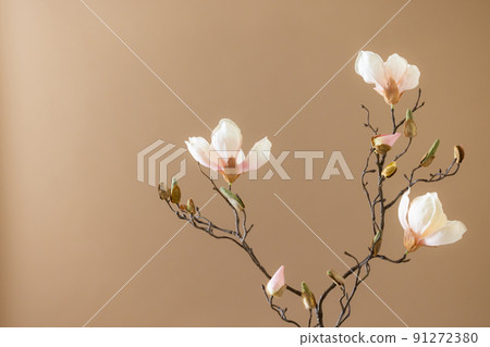 Beige back magnolia Beige back magnolia 91272380