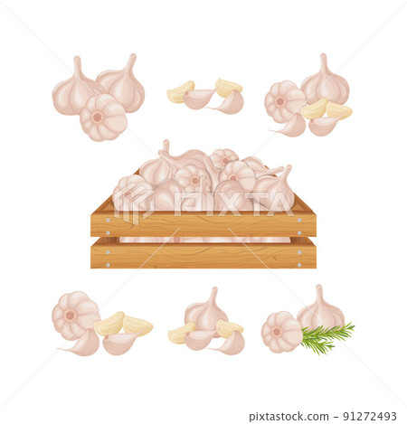 Garlic. Garlic in a wooden box. Wooden box with ripe garlic. Image of garlic heads. Vitamin vegetables from the garden. Vector illustration 91272493