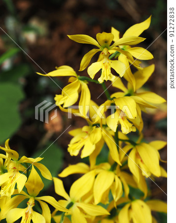Naturally growing calanthe discolor Naturally growing calanthe discolor 91272838