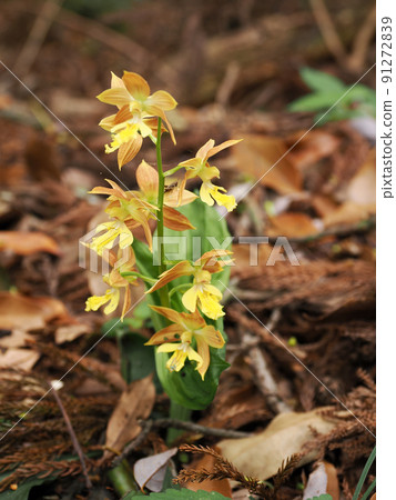 Naturally growing calanthe discolor Naturally growing calanthe discolor 91272839