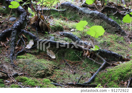 花園裡的樹根，被雨水擊中時，新鮮的綠色更加熠熠生輝 91272922