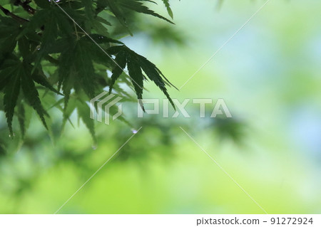 潮濕的藍楓被雨擊中 91272924