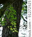 Contrast between thick black tree trunk and fresh green blue maple 91272925