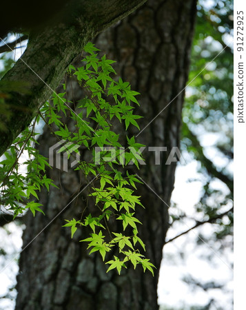粗黑樹幹與鮮綠藍楓的對比 粗黑樹幹與鮮綠藍楓的對比 91272925