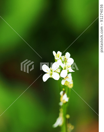 Cardamine flexuosa that grows naturally Cardamine flexuosa that grows naturally 91274036