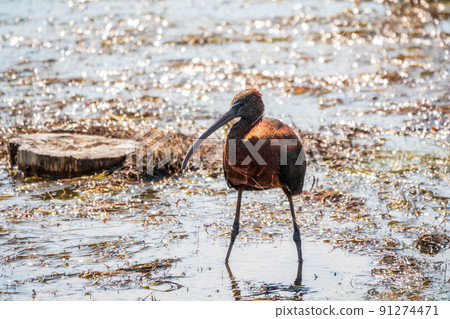 The glossy ibis, latin name Plegadis falcinellus, searching for food in the shallow lagoon. The glossy ibis, latin name Plegadis falcinellus, searching for food in the shallow lagoon. 91274471