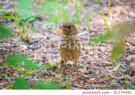 The common redstart, Phoenicurus phoenicurus, young bird, is sitting on a ground against a blurred background. The common redstart, Phoenicurus phoenicurus, young bird, is sitting on a ground against a blurred background. 91274482
