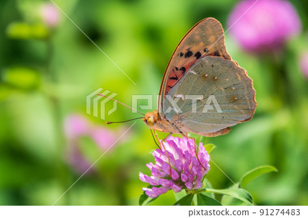 The dark green fritillary butterfly collects nectar on flower. Speyeria aglaja is a species of butterfly in the family Nymphalidae. The dark green fritillary butterfly collects nectar on flower. Speyeria aglaja is a species of butterfly in the family Nymphalidae. 91274483