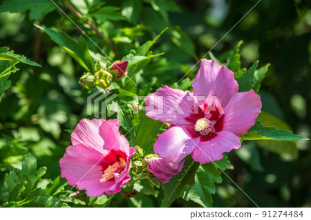 Pink flowers of Hibiscus moscheutos plant close-up. Hibiscus moscheutos, swamp hibiscus, 91274484