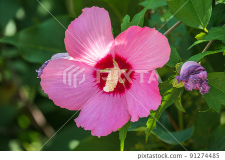 Pink flowers of Hibiscus moscheutos plant close-up. Hibiscus moscheutos, swamp hibiscus, 91274485