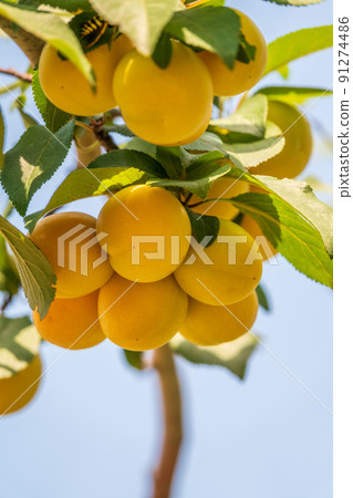 Many apricot fruits on a tree in the garden on a bright summer day. Organic fruits. Healthy food. Ripe apricots. 91274486