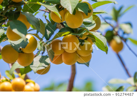 Many apricot fruits on a tree in the garden on a bright summer day. Organic fruits. Healthy food. Ripe apricots. 91274487